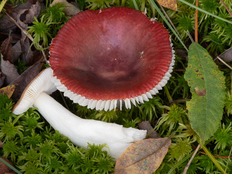 Russula laccata